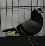 click for larger imagee